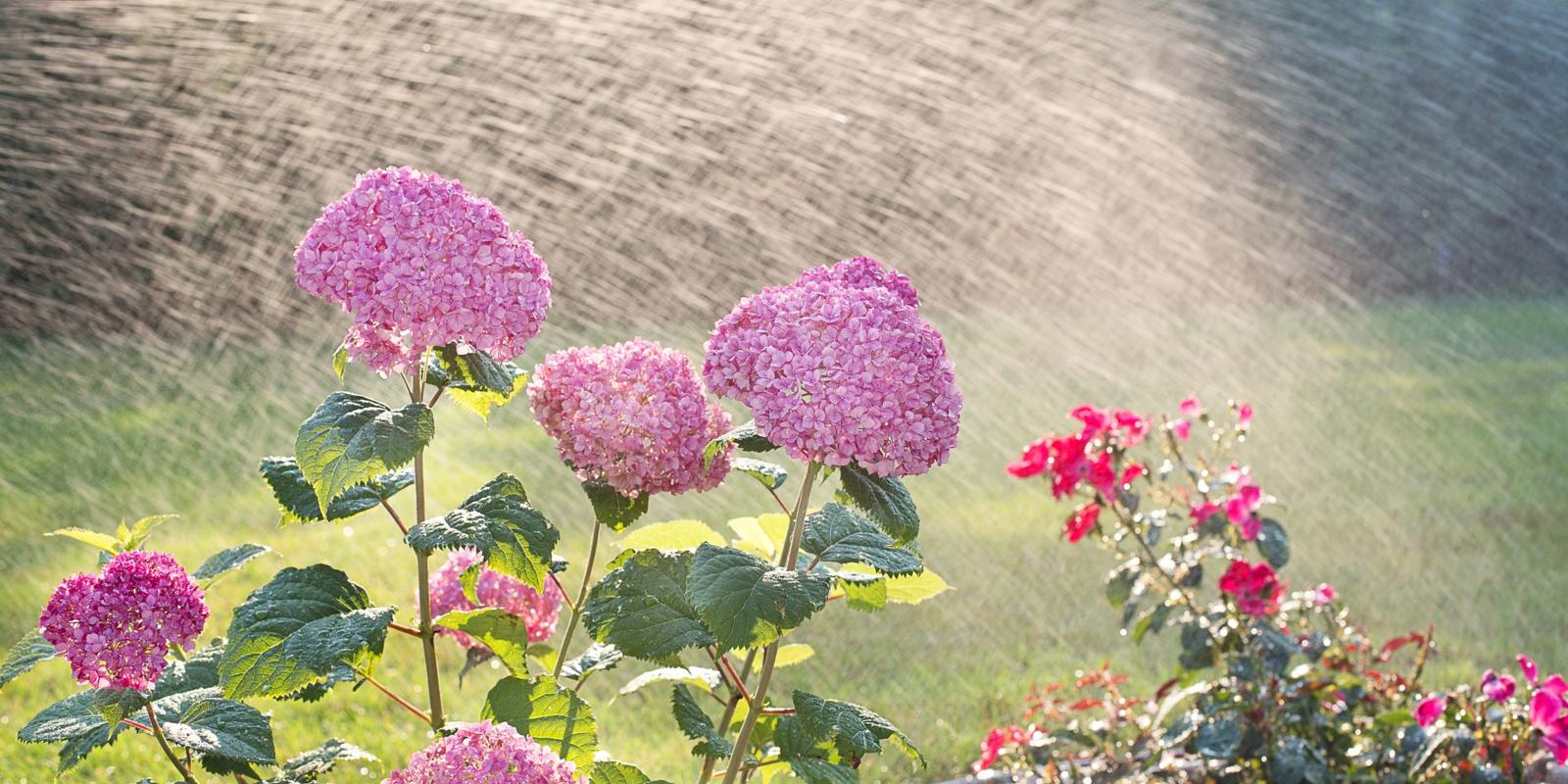 Hortensia water geven